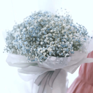 Blue Baby's breath