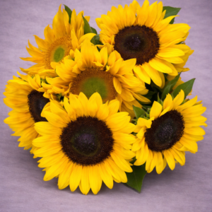 Vibrant Sunflowers in Full Bloom –